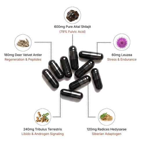 Altaï Testosterone Booster